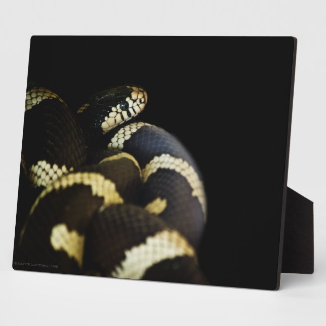 California King Snake Plaque (Side)