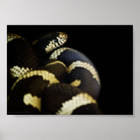 California King Snake Print