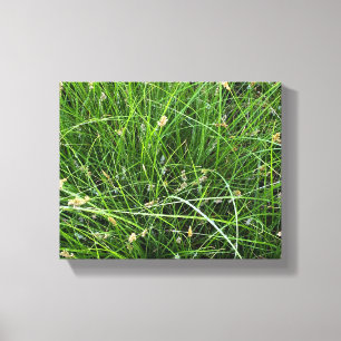 California Meadow Sedge Canvas Print