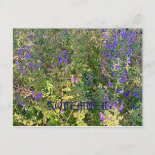 CALIFORNIA NATIVE COLORS: NOVEMBER POSTCARD