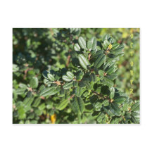 CALIFORNIA NATIVE COLORS: OCTOBER POSTCARD
