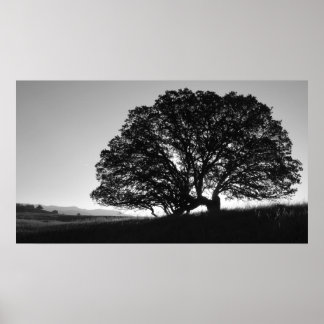 California Oak Tree Sunrise Poster
