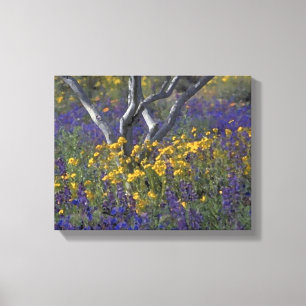 California Ojai Lupine & Poppies Watercolor Canvas