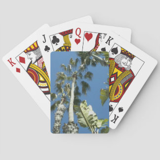 California Palm Trees and Blue Skies Cards
