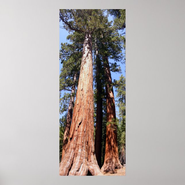 California Panoramic 1 Poster (Front)