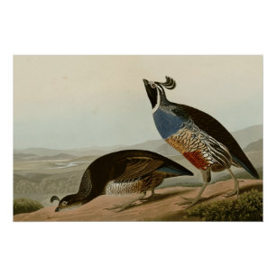 California Partridge Poster
