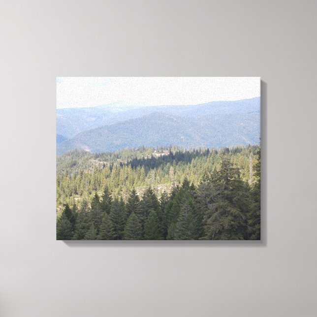 California Pine Trees Photography Canvas Print (Front)