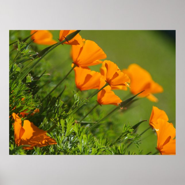 California Poppies 2011 Print (Front)