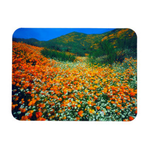 California Poppies and Popcorn wildflowers Magnet