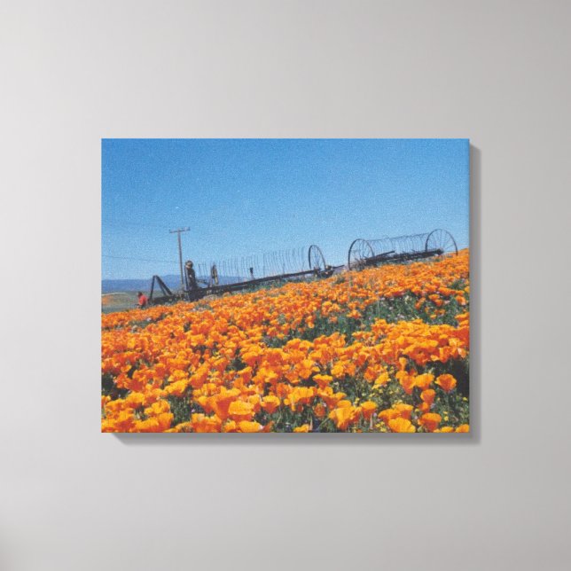 California Poppies Canvas Print (Front)