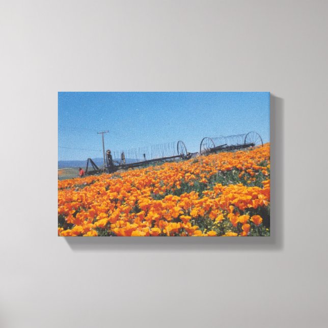 California Poppies Canvas Print (Front)