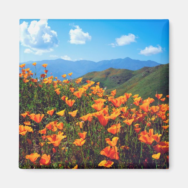 California Poppies Covering a Hillside Magnet (Front)