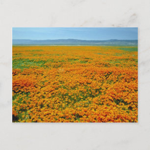 California poppies in full bloom flowers postcard