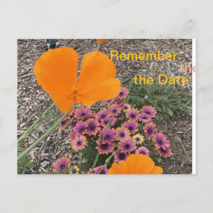 California Poppies  Invitation Postcard