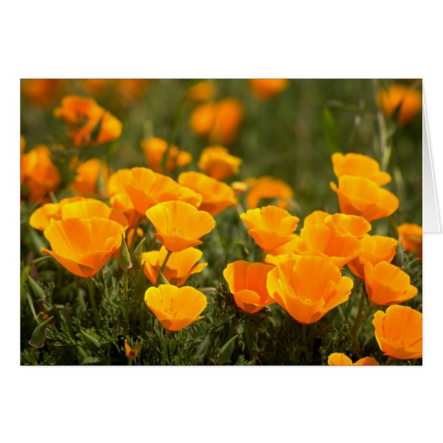 California poppies, Montana de Oro State Park (Front Horizontal)