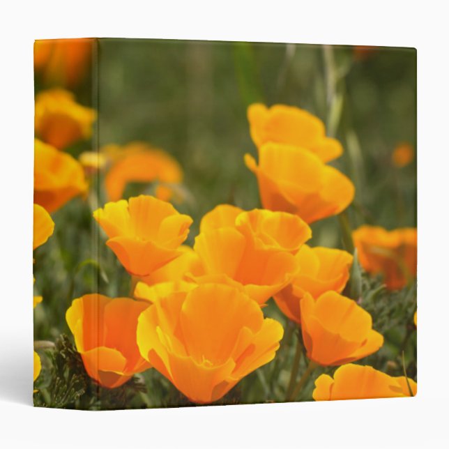 California poppies, Montana de Oro State Park Binder (Front/Spine)