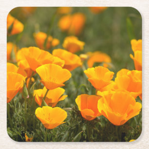California poppies, Montana de Oro State Park Square Paper Coaster