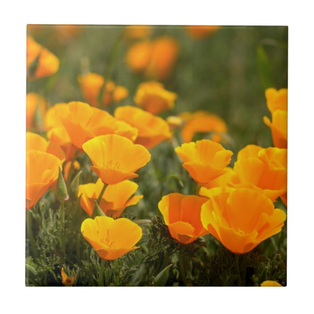 California poppies, Montana de Oro State Park Tile (Front)