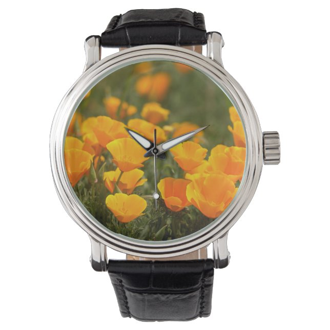 California poppies, Montana de Oro State Park Watch (Front)