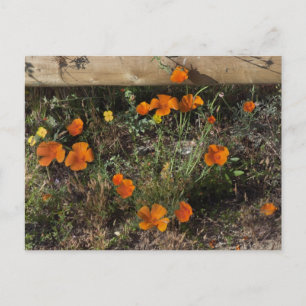 California Poppies Postcard