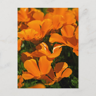 California Poppies Postcard
