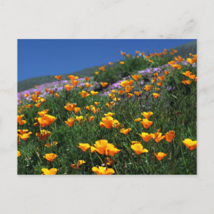 California Poppies Postcard