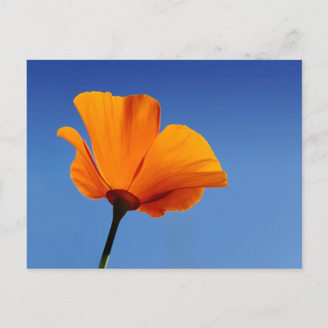 California Poppy Against Blue Sky Postcard (Front)