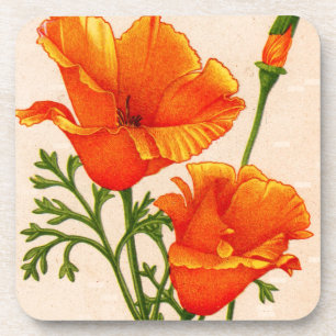 California poppy California poppies in orange Coaster