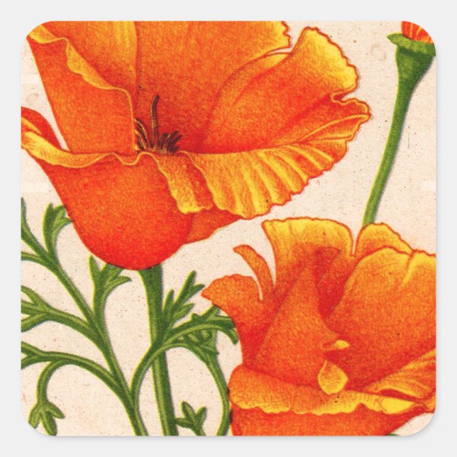 California poppy California poppies in orange Square Sticker (Front)