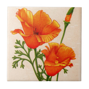 California poppy California poppies in orange Tile