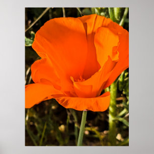 California Poppy - California Poppy 4 Poster