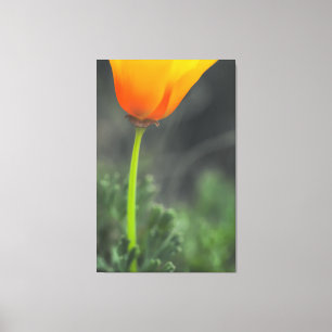 California Poppy Canvas Print