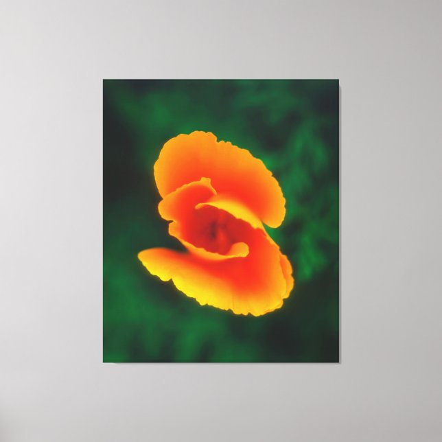 California Poppy Canvas Print (Front)