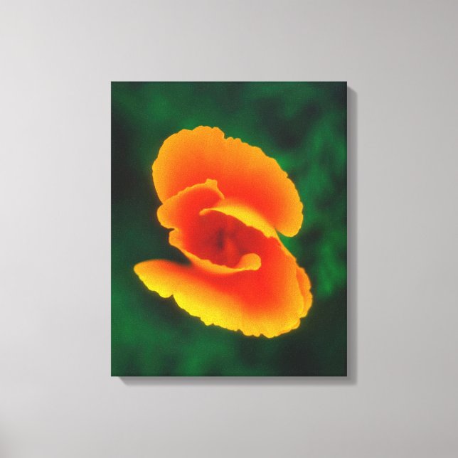 California Poppy Canvas Print (Front)