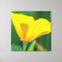 California Poppy