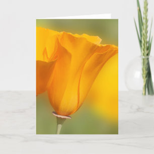 California Poppy Card