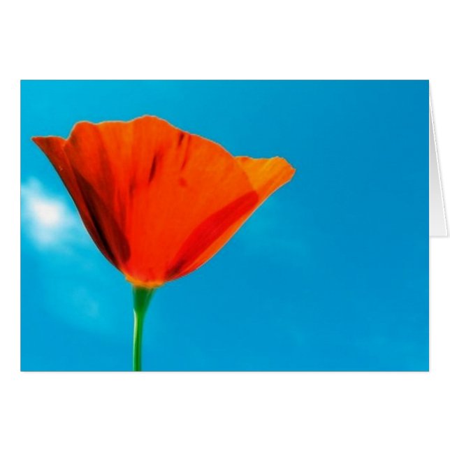 California Poppy Card (Front Horizontal)