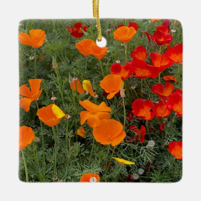 California Poppy Ceramic Ornament (Front)