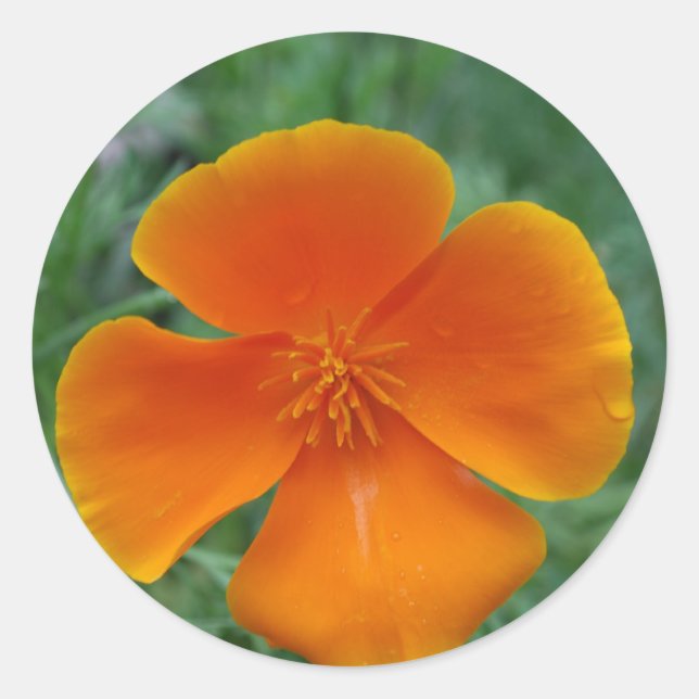California Poppy Classic Round Sticker (Front)