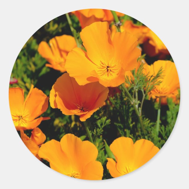 "California Poppy" Classic Round Sticker (Front)