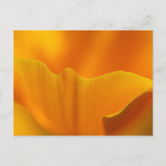 California Poppy Close-Up... Postcard