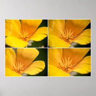 California Poppy Collage  Poster