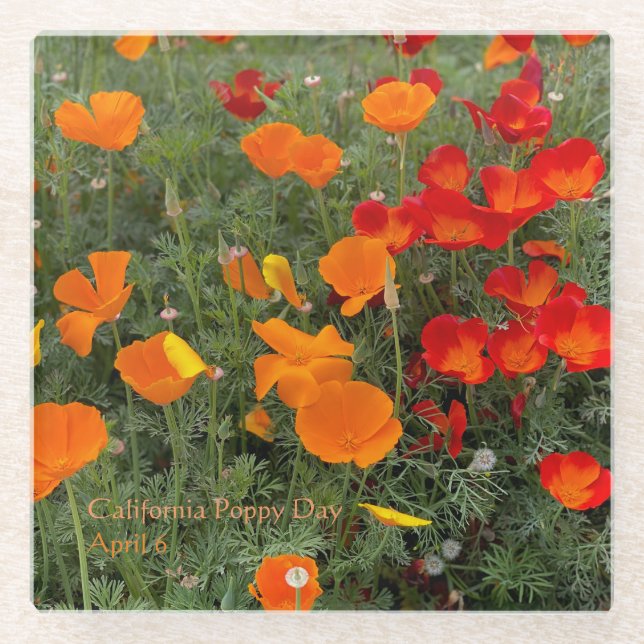 California Poppy Day Glass Coaster (Front)