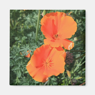 California Poppy Flowers Magnet