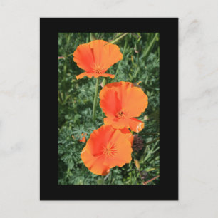 California Poppy Flowers Postcard