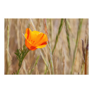 California Poppy Photo Print
