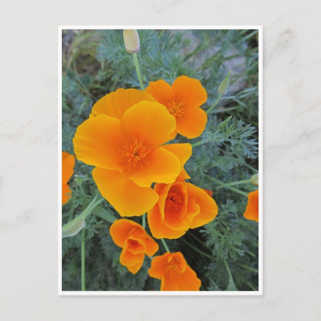 California Poppy Postcard (Front)