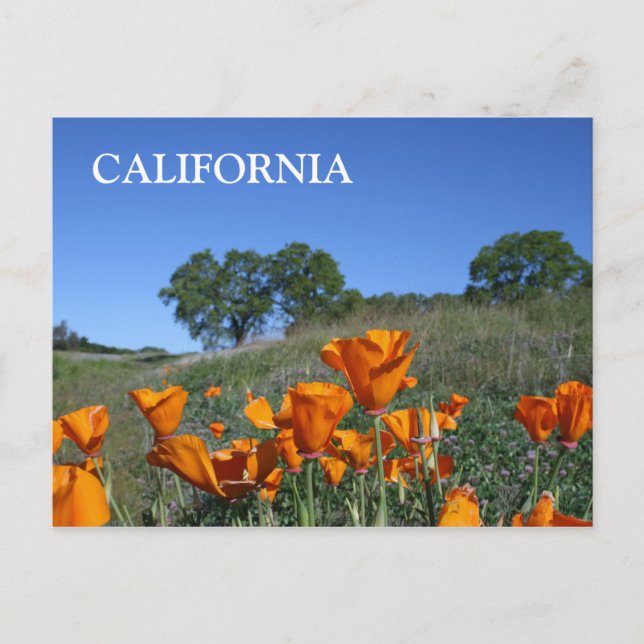 California Poppy, Postcard (Front)