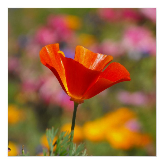 California Poppy Poster (Front)