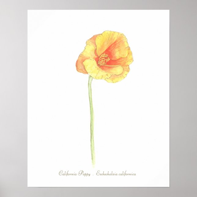 California Poppy Print, Value Poster Paper (Matte) (Front)